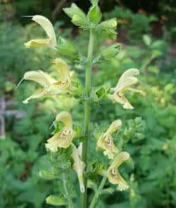 Klebriger Salbei (Salvia glutinosa)