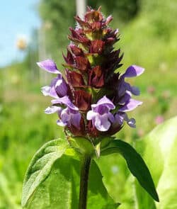 Kleine Braunelle (Prunella vulgaris)