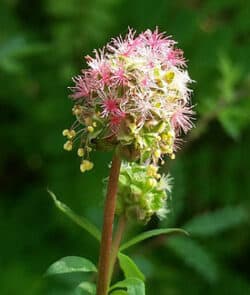 Kleiner Wiesenknopf (Sanguisorba minor)