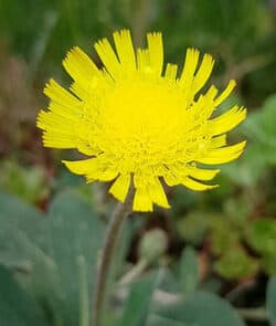 Kleines Habichtskraut (Hieracium pilosella)