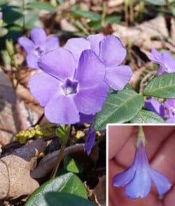 Kleines Immergrün (Vinca minor)