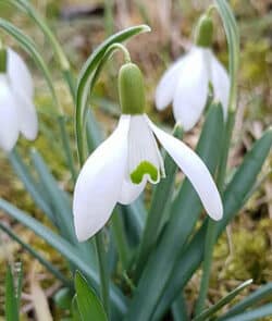 Kleines Schneeglöckchen (Galanthus nivalis)