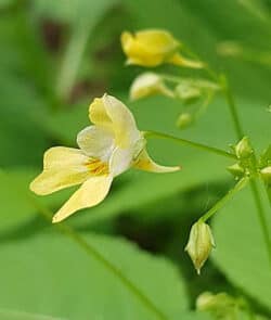 Kleine Springkraut (Impatiens parviflora)