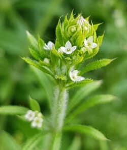 Kletten-Labkraut (Galium aparine)