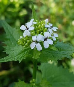 Knoblauchsrauke (Alliaria petiolata)