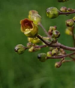 Knotige Braunwurz (Scrophularia nodosa)