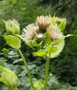 Kohl-Kratzdistel (Cirsium oleraceum)