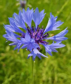 Kornblume (Centaurea cyanus)