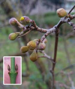 Kornelkirsche (Cornus mas)