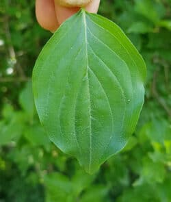 Kornelkirsche (Cornus mas)