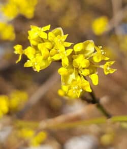 Kornelkirsche (Cornus mas)