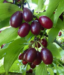 Kornelkirsche (Cornus mas)