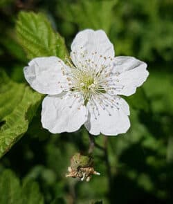 Kratzbeere (Rubus caesius)