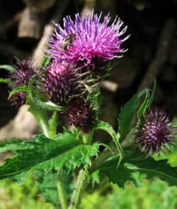 Krause Distel (Carduus crispus)