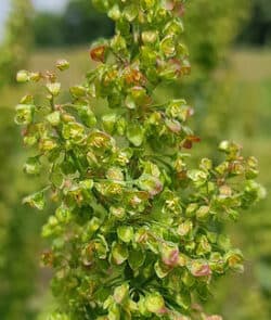 Krauser Ampfer (Rumex crispus)