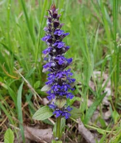 Kriechender Günsel (Ajuga reptans)