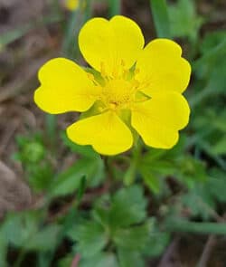 Kriechende Fingerkraut (Potentilla reptans)