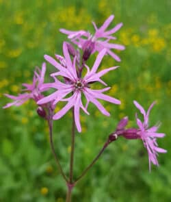 Kuckucks-Lichtnelke (Silene flos-cuculi)