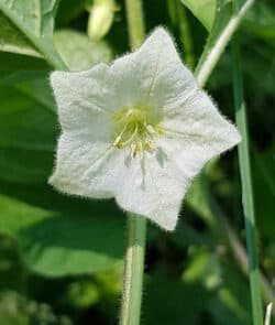 Lampionblume (Physalis alkekengi)