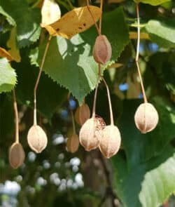 Sommerlinde (Tilia platyphyllos)