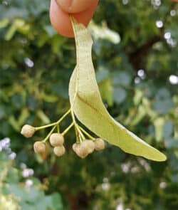 Winterlinde (Tilia cordata)