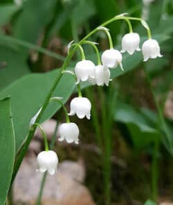 Maiglöckchen (Convallaria majalis)