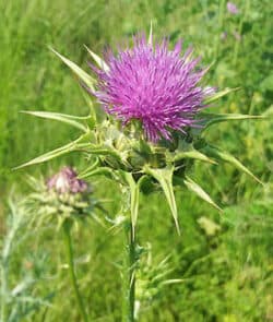 Mariendistel (Silybum marianum)