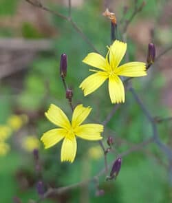 Mauerlattich (Lactuca muralis)