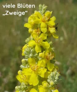 Mehlige Königskerze (Verbascum lychnitis)