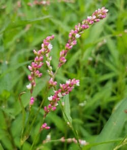 Milde Knöterich (Persicaria dubia)