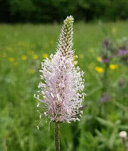 Mittlerer Wegerich (Plantago media)