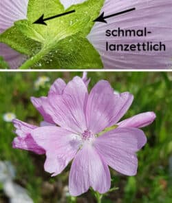 Moschus-Malve (Malva moschata)