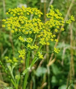 Pastinake (Pastinaca sativa)