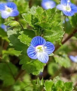 Persischer Ehrenpreis (Veronica persica)