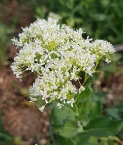 Pfeilkresse (Lepidium draba)