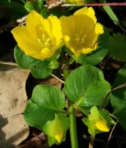 Pfennigkraut (Lysimachia nummularia)