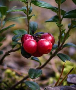 Preiselbeere (Vaccinium vitis-idaea)