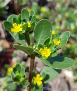 Portulak (Portulaca oleracea)