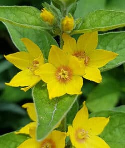 Punktierter Gilbweiderich (Lysimachia punctata)