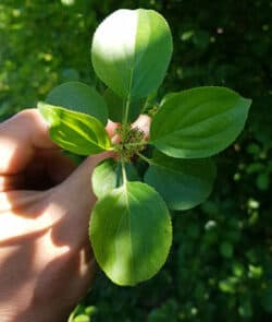 Purgier-Kreuzdorn (Rhamnus cathartica)