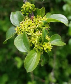 Purgier-Kreuzdorn (Rhamnus cathartica)