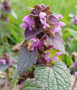 Purpurrote Taubnessel (Lamium purpureum)