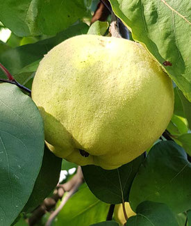 Baum & StrauchFrüchtebestimmung »