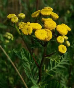 Rainfarn (Tanacetum vulgare)