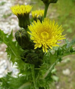 Raue Gänsedistel (Sonchus asper) 