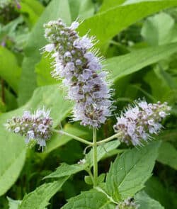 Rossminze (Mentha longifolia)