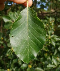 Rotbuche (Fagus sylvatica)