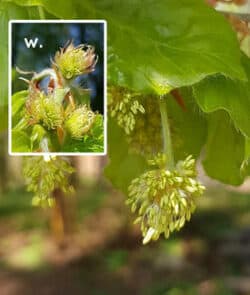 Rotbuche (Fagus sylvatica) 