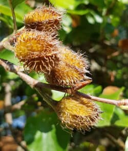 Rotbuche (Fagus sylvatica)