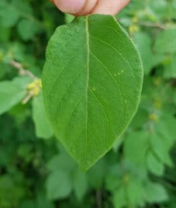 Rote Heckenkirsche (Lonicera xylosteum) 